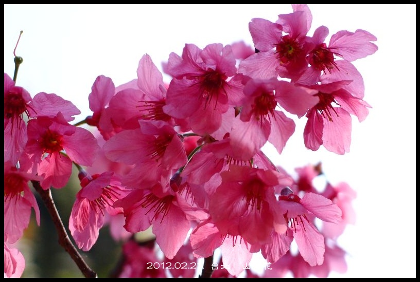 http://i.dcview.tw/gallery/201202/41d5c67ffa850f84bdceb41fcdf42f38.jpg