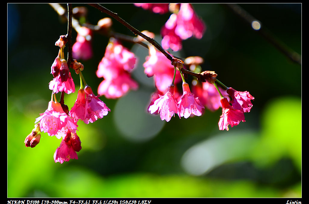 http://i.dcview.tw/gallery/201202/45e96c9718e9d77fd44ac9a5d5aa8559.jpg