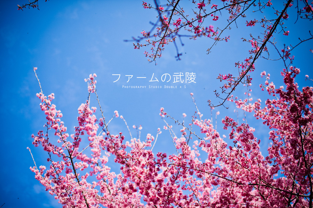 http://i.dcview.tw/gallery/201202/475434940d057b6f4a8d05b19f6a5c7d.jpg