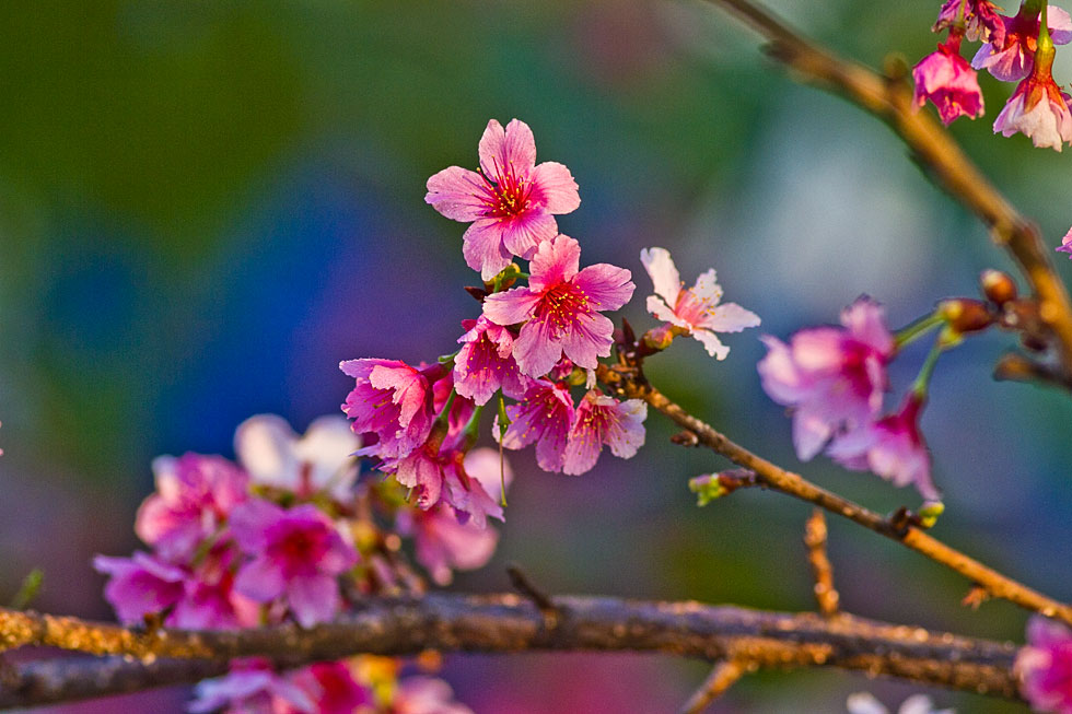 http://i.dcview.tw/gallery/201202/480fc95639f3ec73d1f197993ccd59ee.jpg