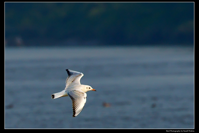 http://i.dcview.tw/gallery/201202/4bf597aa018f56ffefbec5f509a09e3a.jpg