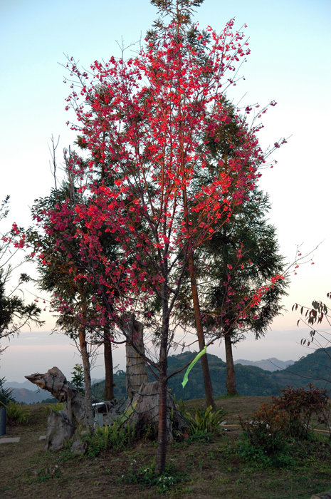 http://i.dcview.tw/gallery/201202/4d739c4839ed8ac6b5ea6a6d66745b5e.jpg