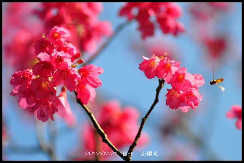 http://i.dcview.tw/gallery/201202/5463e5f5b5ea0186cc48919db2eec499.jpg