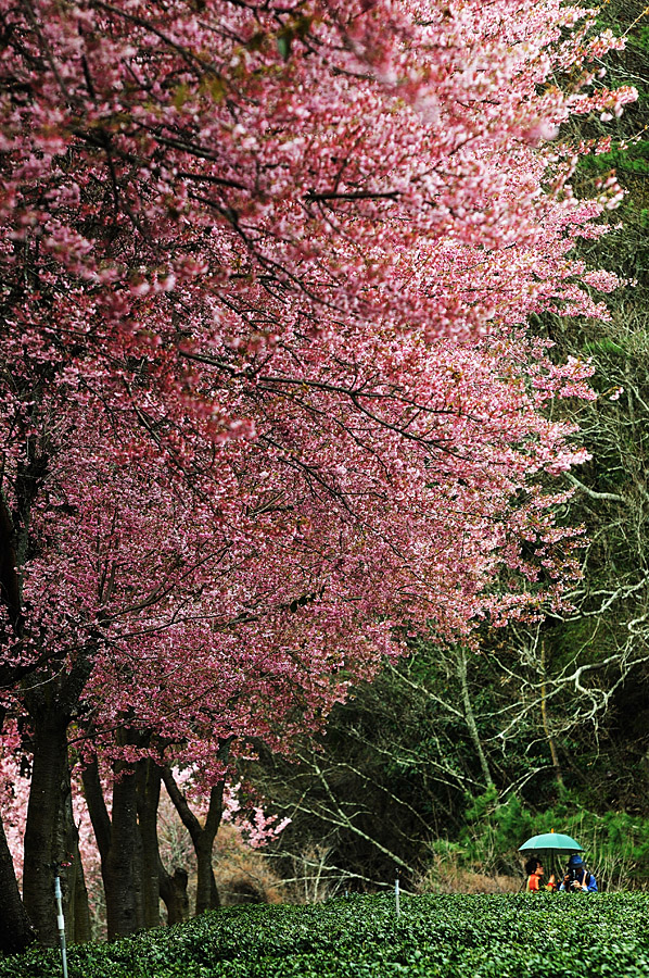 http://i.dcview.tw/gallery/201202/577fc9b5f3bb265f043f831b40e37a13.jpg