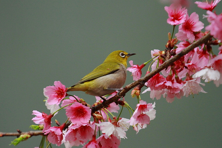 http://i.dcview.tw/gallery/201202/58d7a00bc66febff68aa97187d569779.jpg