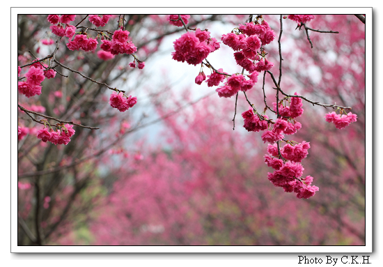 http://i.dcview.tw/gallery/201202/58edb3a51a91bd04b0823b81fa478564.jpg
