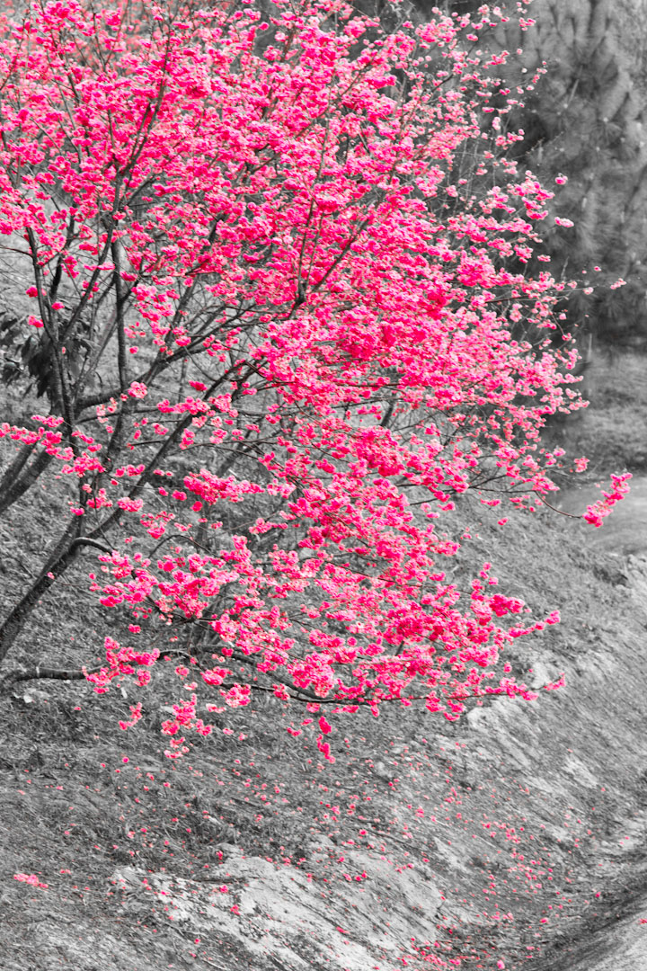 http://i.dcview.tw/gallery/201202/59d9fea2524303bd76e0545a849c38af.jpg