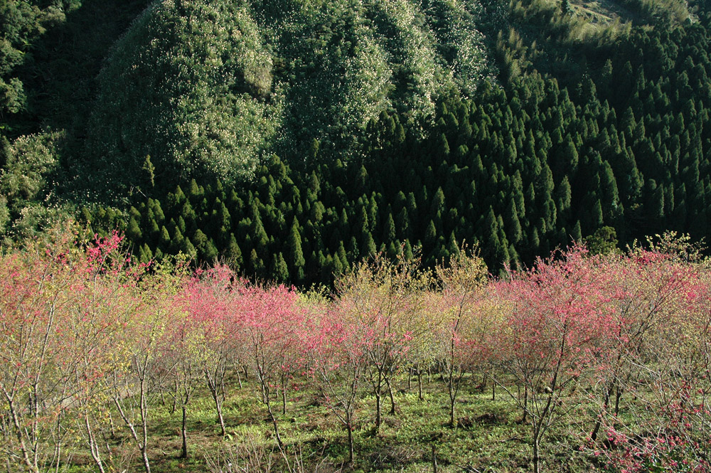 http://i.dcview.tw/gallery/201202/5c9056353df52de7d93f9b36e013765e.jpg