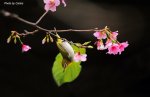 繡眼戲櫻圖