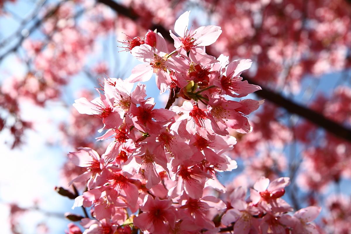 http://i.dcview.tw/gallery/201202/5f394deae3828255a537dd60a83081d2.jpg