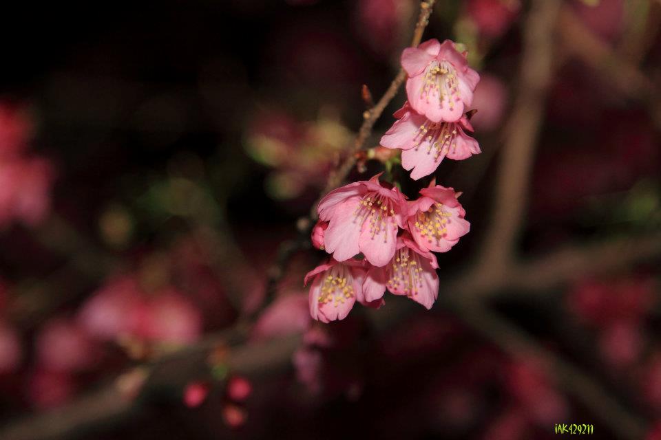 http://i.dcview.tw/gallery/201202/616fd0ab8cc9d24bb5ea47e9dadd194a.jpg