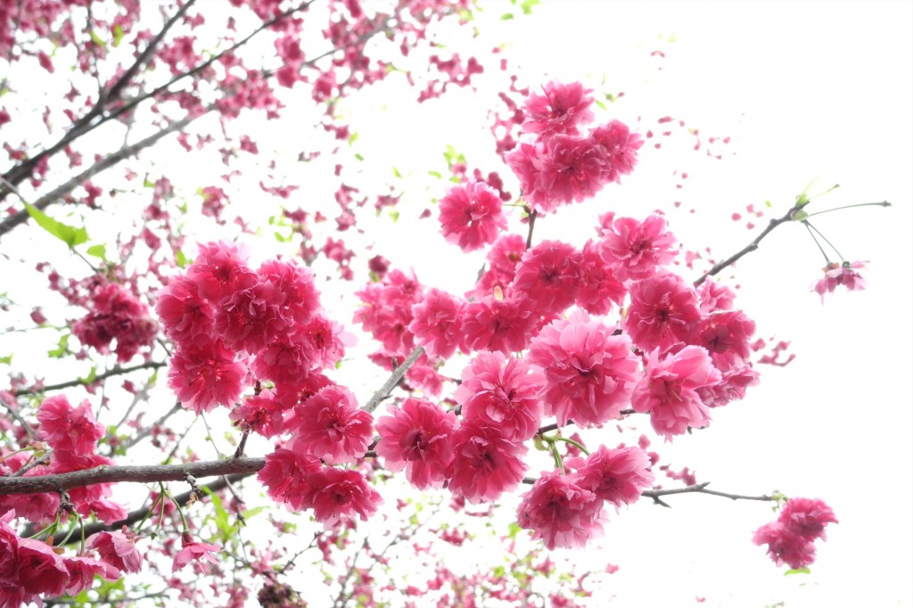 http://i.dcview.tw/gallery/201202/62033052fc6c41a30deb73ffbf1ca878.jpg