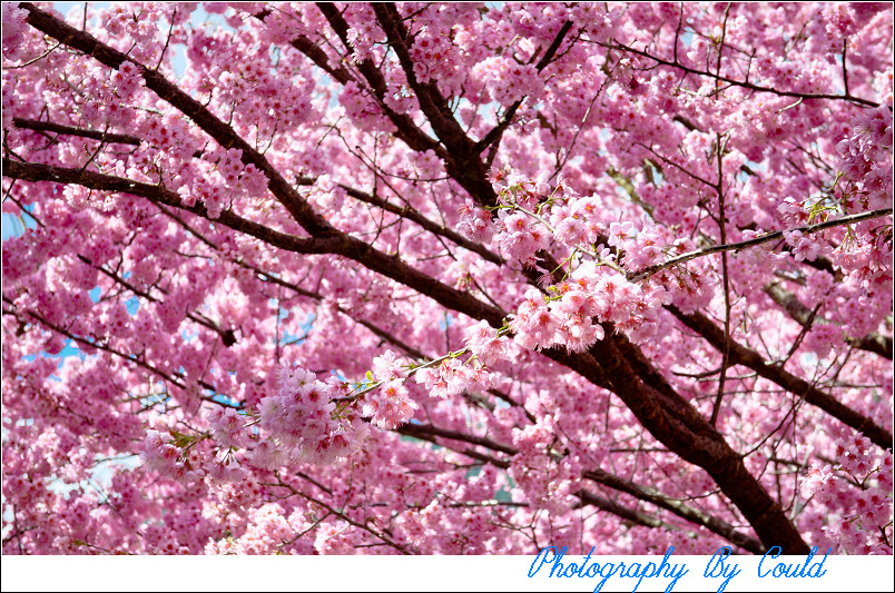 http://i.dcview.tw/gallery/201202/659ee176e10eb6f1371baf013f4644da.jpg