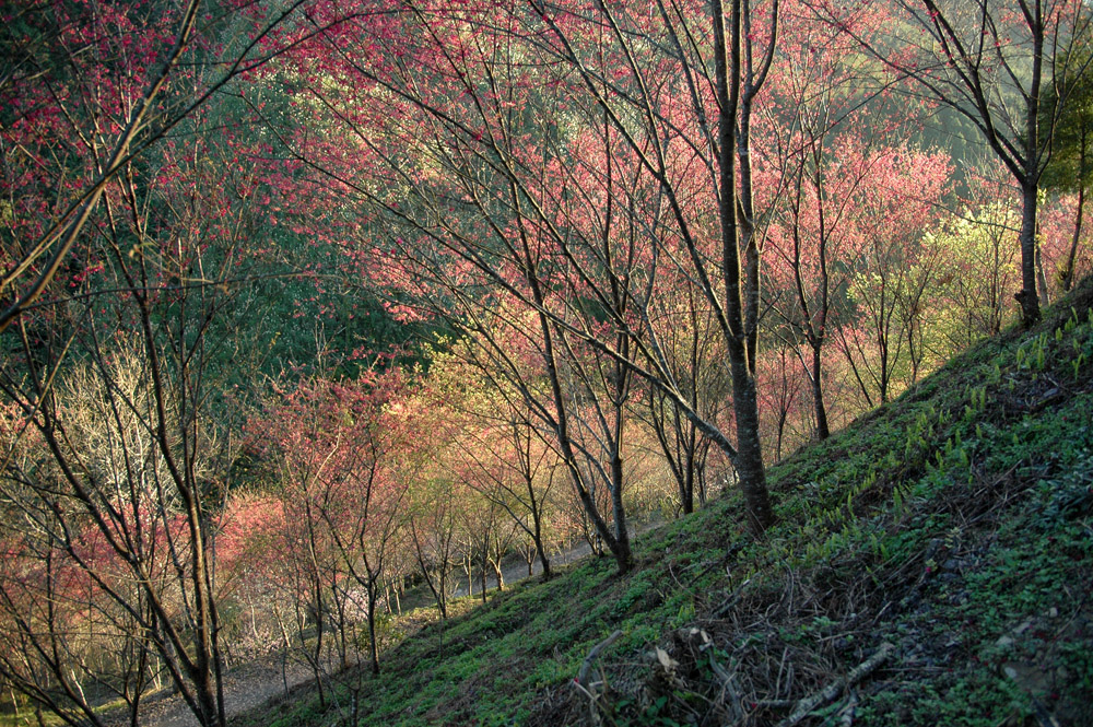 http://i.dcview.tw/gallery/201202/67d2439fe219987c564a1a35277ad4e9.jpg
