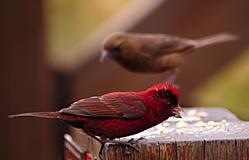 http://i.dcview.tw/gallery/201202/6a9a01b6bc7542f78f98b0a68e861d5a.jpg