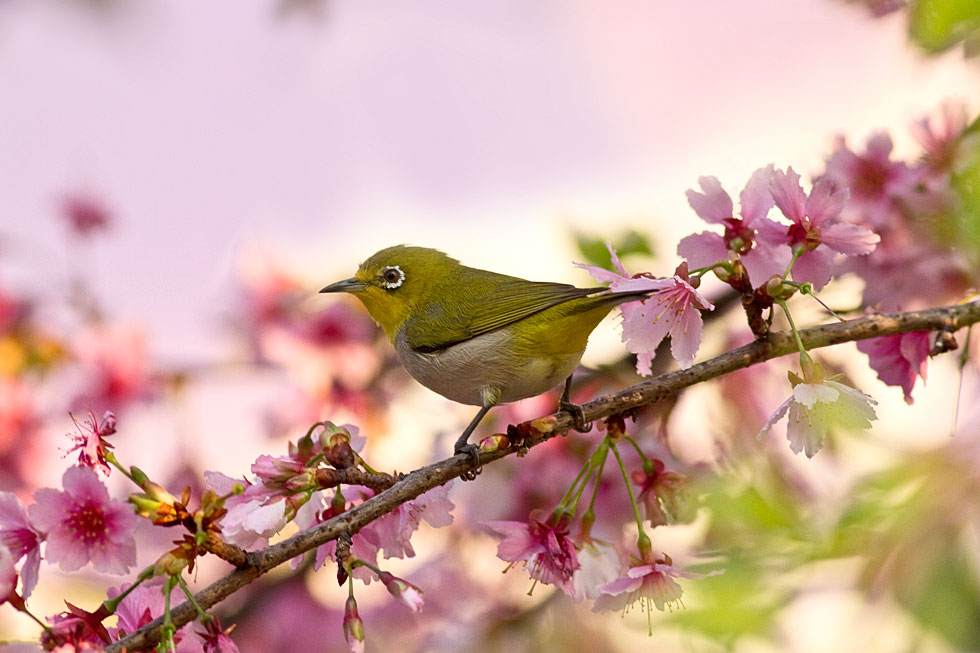 http://i.dcview.tw/gallery/201202/6bf0839ce2fd7ca1dde5139cbbdb99a6.jpg