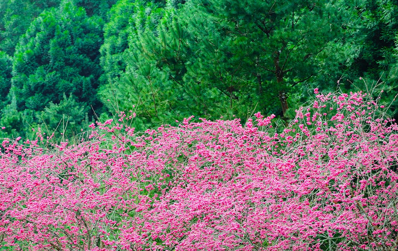 http://i.dcview.tw/gallery/201202/6e434f27b3e57dcc0b0ab076e522132a.jpg