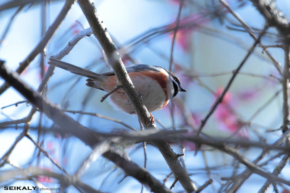 http://i.dcview.tw/gallery/201202/6fd06d55b087914e5b5bcecd1e41d615.jpg