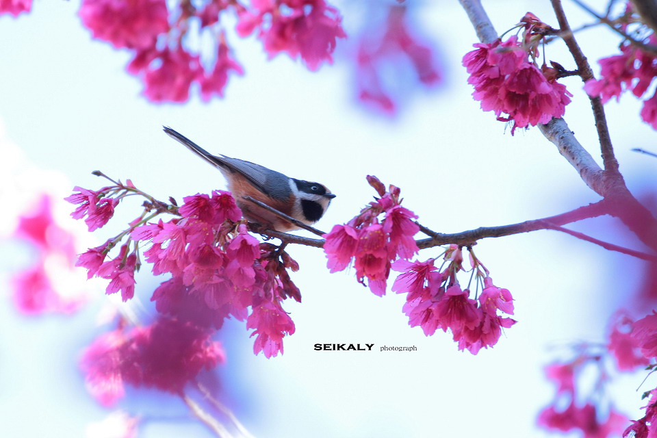 http://i.dcview.tw/gallery/201202/719062fdcf8e5dea55dd57f615e9a264.jpg
