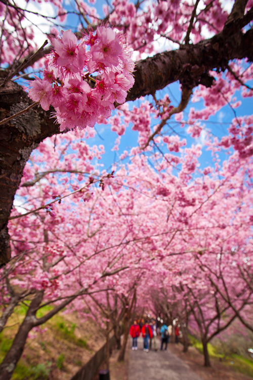 http://i.dcview.tw/gallery/201202/7253c4e59a4f22ed8e5a678ae6d746a6.jpg