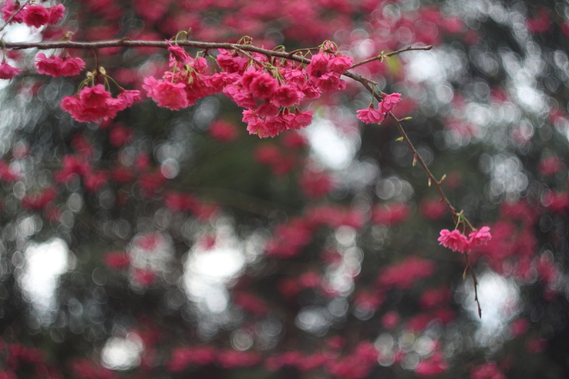 http://i.dcview.tw/gallery/201202/725875e3f464193768ebf3271640befd.jpg