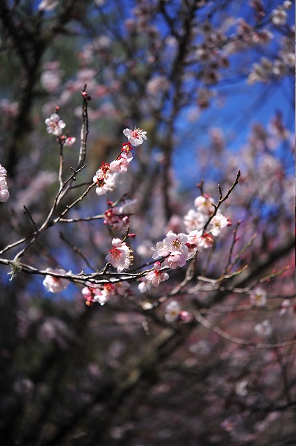 http://i.dcview.tw/gallery/201202/7565e7326a3a0e8955f4480b96d48fc5.jpg
