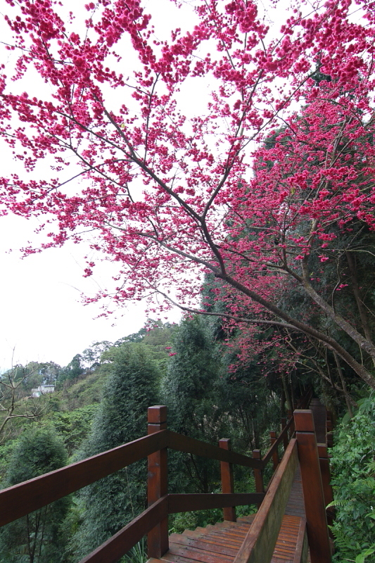 http://i.dcview.tw/gallery/201202/75d2c0502df1bee4b3ef5359fae496cb.jpg