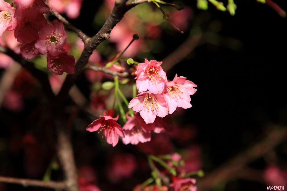 http://i.dcview.tw/gallery/201202/777b254af86e5ebdb6fc980ab5f89d6f.jpg