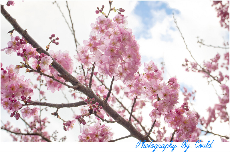 http://i.dcview.tw/gallery/201202/7bee3f43093bff76c037d552c5c4bcb9.jpg