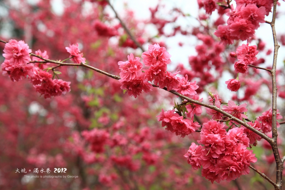 http://i.dcview.tw/gallery/201202/7cd1aed948f56fd71480ee5a16712525.jpg