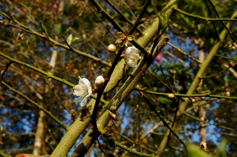 http://i.dcview.tw/gallery/201202/7d4ed0e5803cc4284cdad05781a38ff2.jpg
