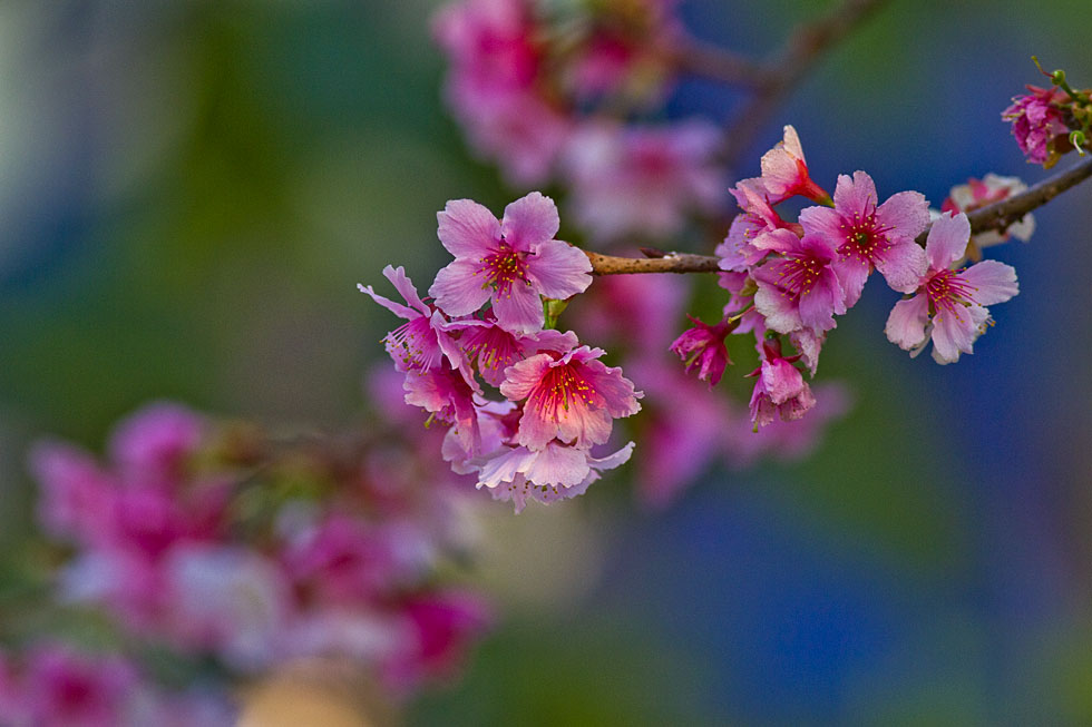 http://i.dcview.tw/gallery/201202/7f764468269643eaaa0fe1785a55ac50.jpg