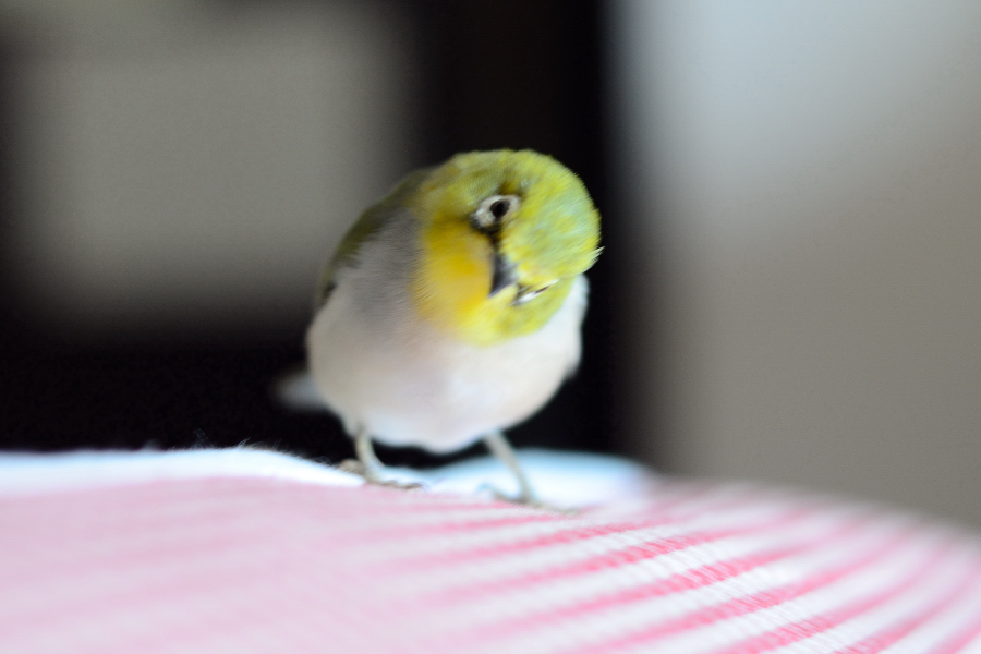 http://i.dcview.tw/gallery/201202/806f550ceb877eb5bd818ca4fbfefbbf.jpg