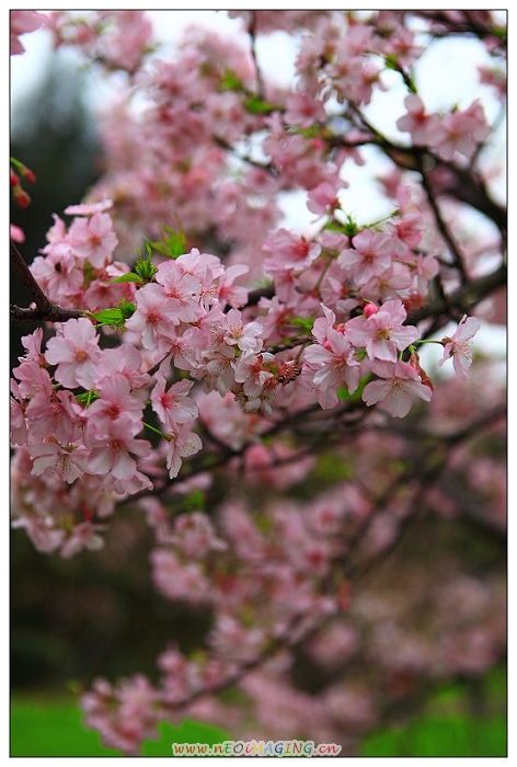 http://i.dcview.tw/gallery/201202/845a16100a281e7ab35cff44cda61ccb.jpg