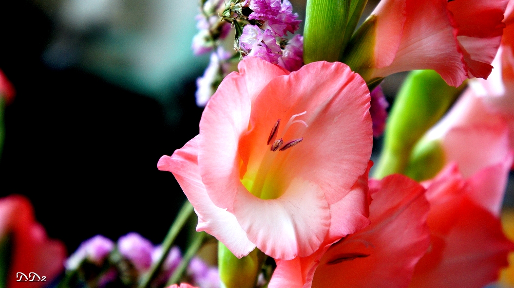 http://i.dcview.tw/gallery/201202/84a0336a41cc11029568fc1a0ad78382.jpg