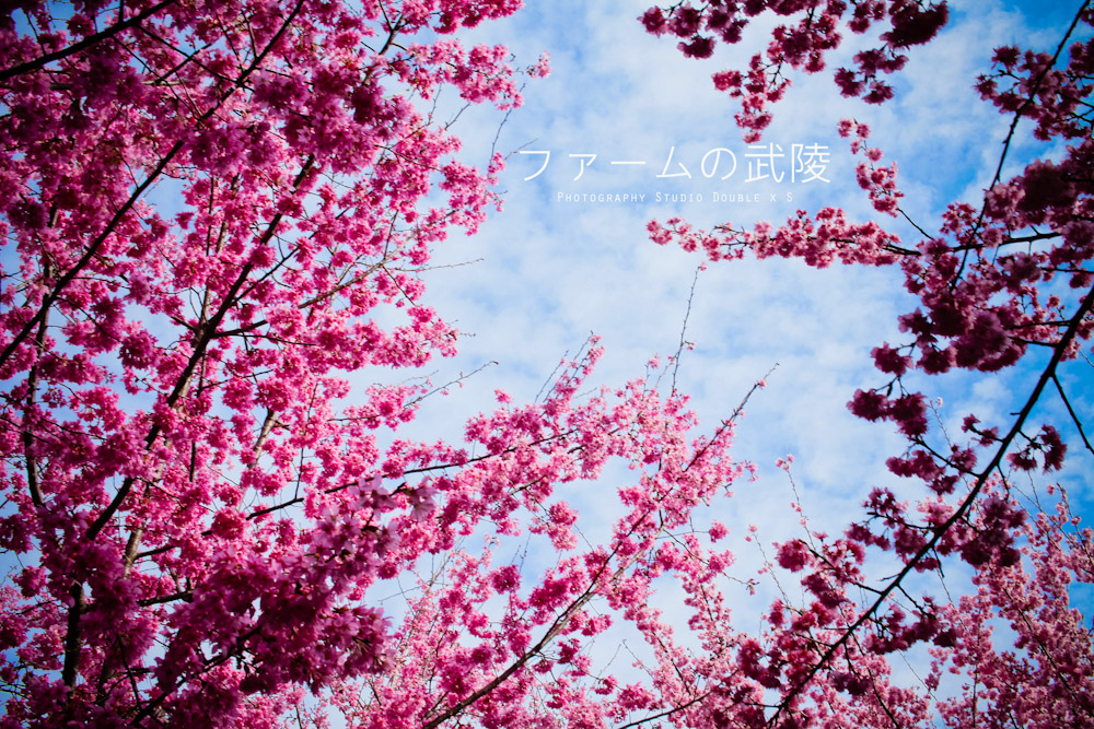 http://i.dcview.tw/gallery/201202/84c5fb737d53575907044a7cf18c486c.jpg