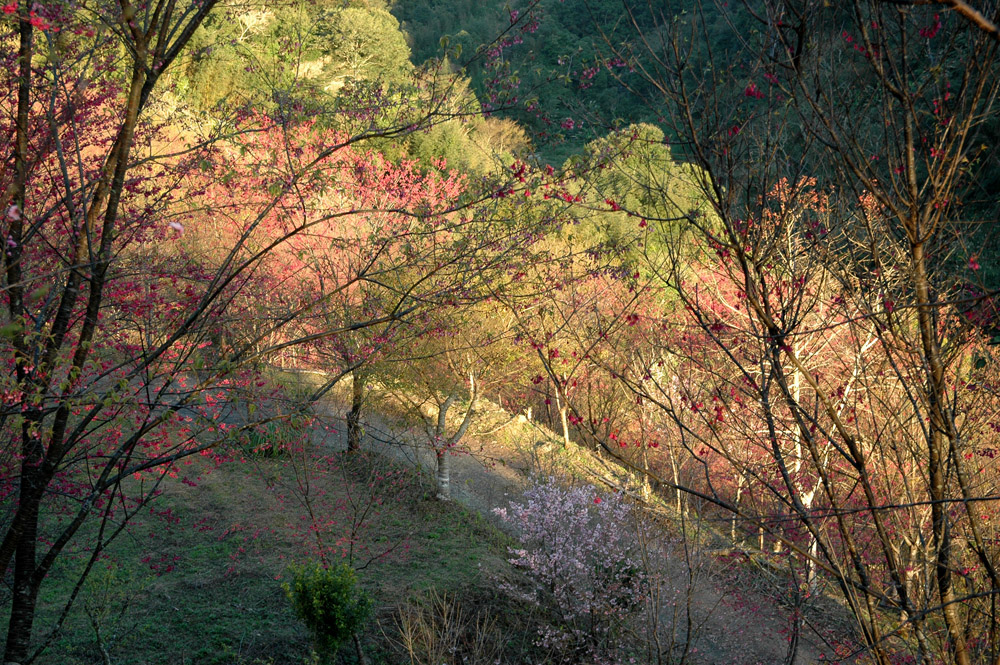 http://i.dcview.tw/gallery/201202/86222319459a1da79a673c4dcc2798e4.jpg
