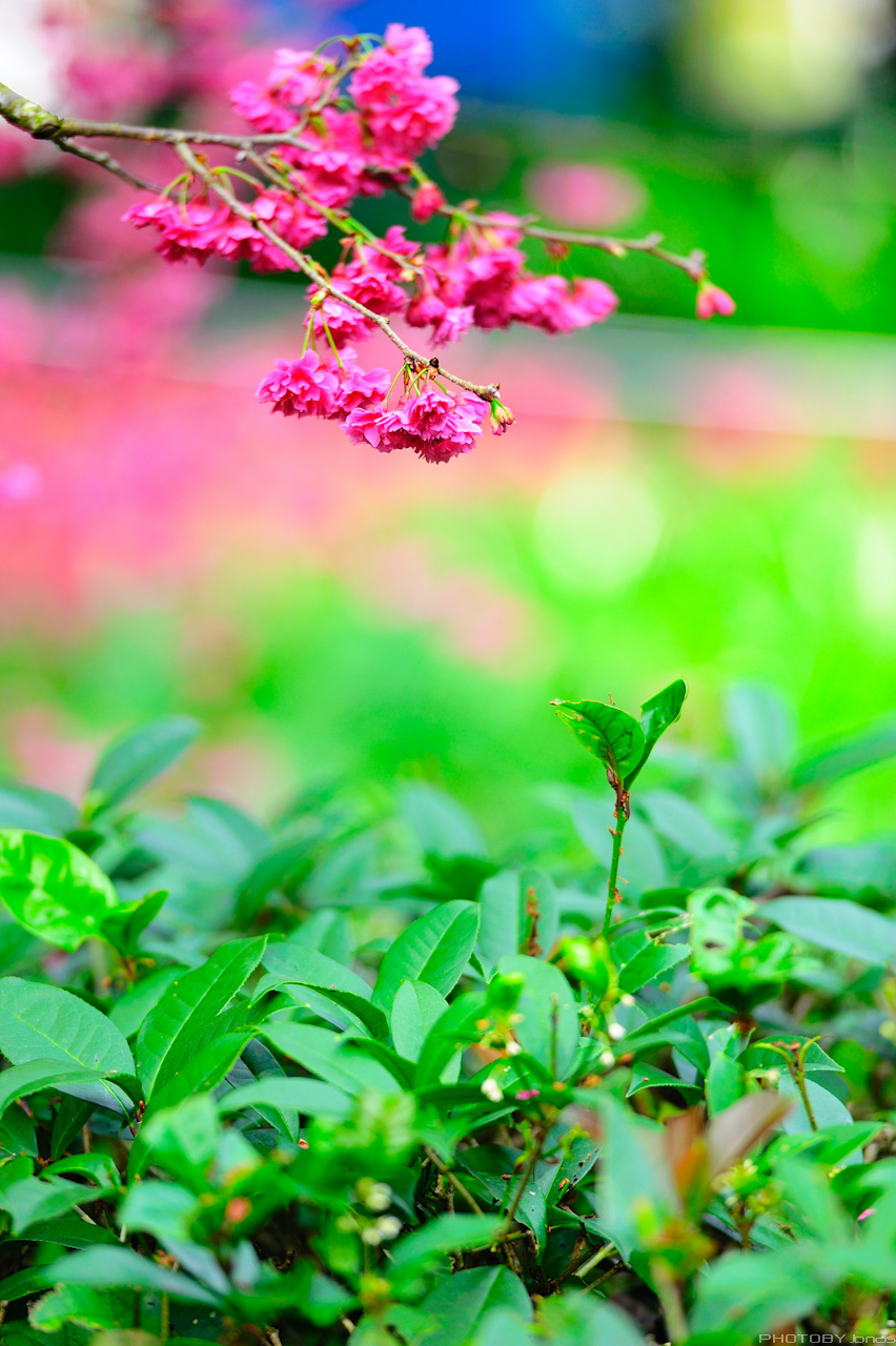 http://i.dcview.tw/gallery/201202/86ad4ce9359f624b76c4f6cb40578a03.jpg