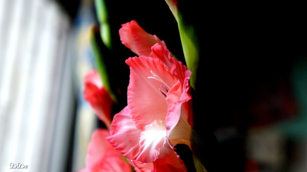 http://i.dcview.tw/gallery/201202/881f64f7823c592589696d74a8bc44de.jpg