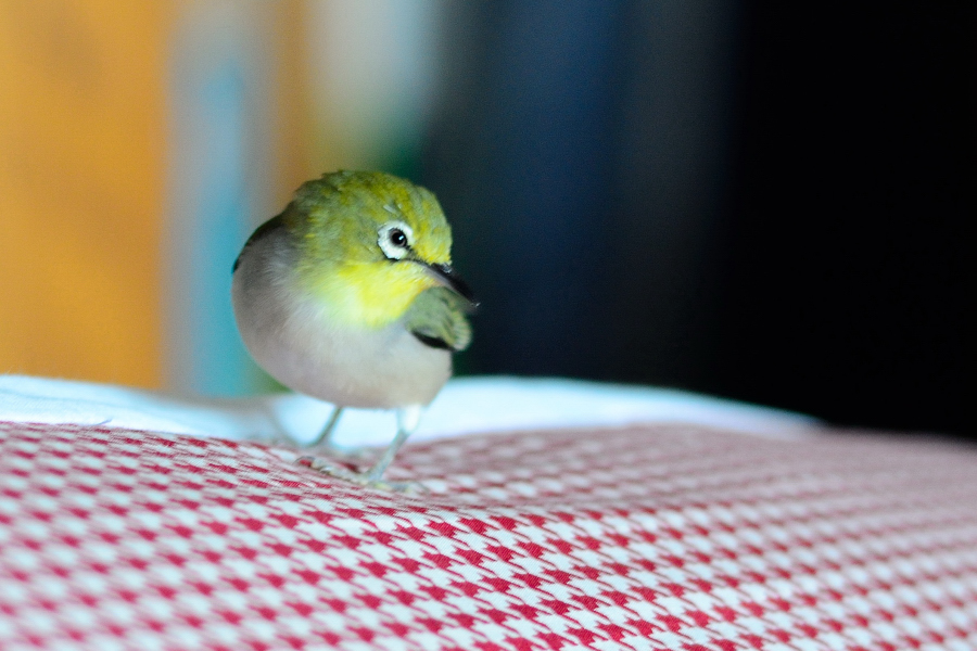http://i.dcview.tw/gallery/201202/893d946d010b0eca13713f9e691eb49a.jpg