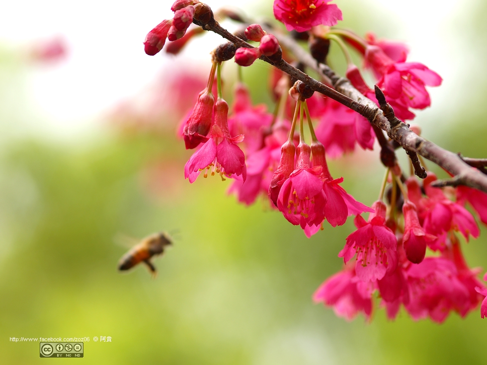 http://i.dcview.tw/gallery/201202/8a98a15a0237b53fb812aa194f8f0913.jpg