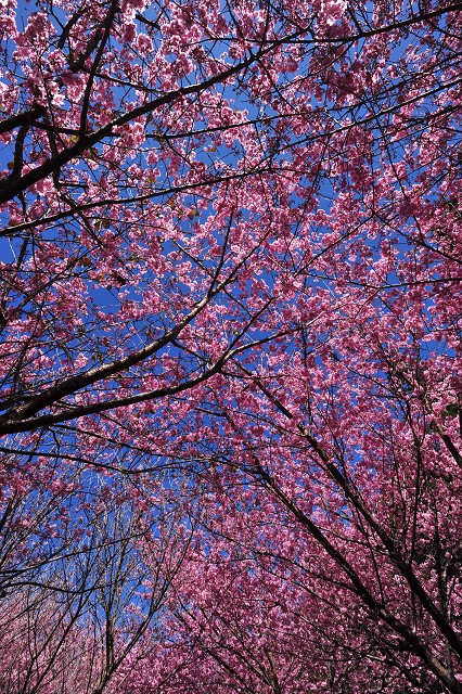 http://i.dcview.tw/gallery/201202/8abf3177f3e6344fd43f6ddd2fb64cfa.jpg