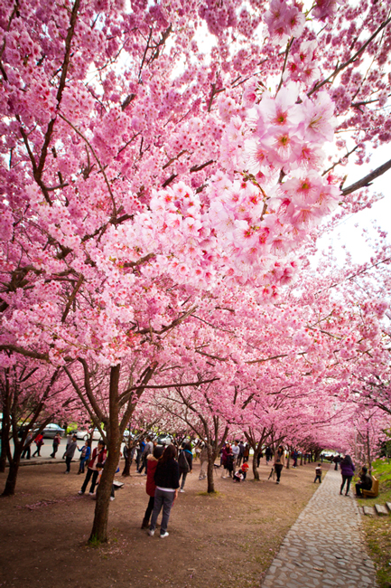 http://i.dcview.tw/gallery/201202/8b3f67c622ed431fbaf9140896b286a3.jpg