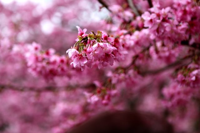 http://i.dcview.tw/gallery/201202/95e605f3828e37776785ab70a87e1901.jpg