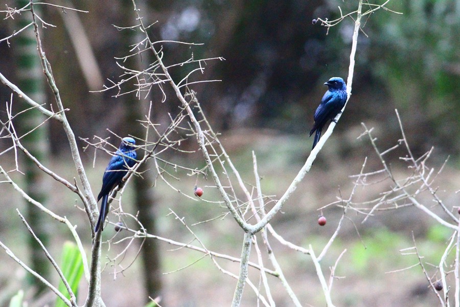 http://i.dcview.tw/gallery/201202/9651018c26376d9cf3d53f97f7d56381.jpg