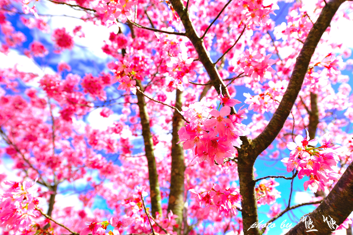 http://i.dcview.tw/gallery/201202/96afd972ecf40fbb9d3af777250c60c3.jpg