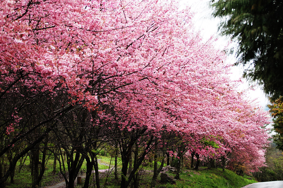http://i.dcview.tw/gallery/201202/9977509d947ca961c59485142d1f6895.jpg