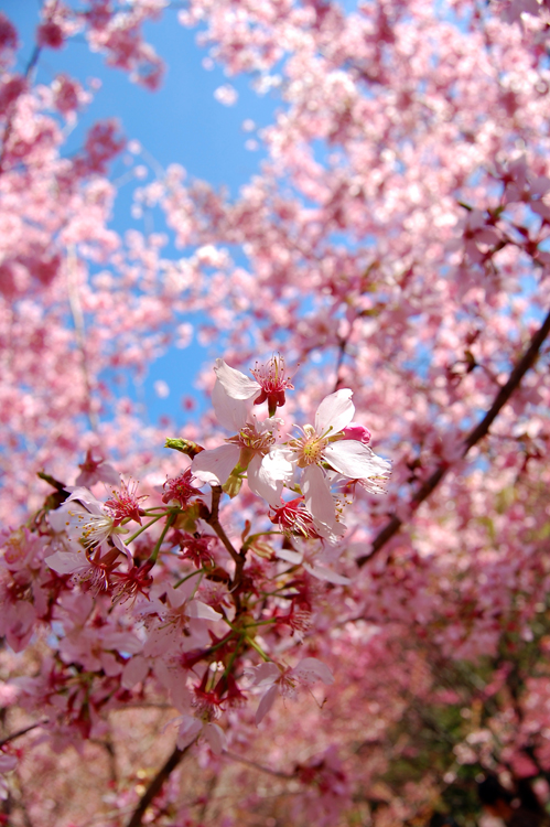 http://i.dcview.tw/gallery/201202/99db4df9a021e2e7d1e9e946bde82724.jpg