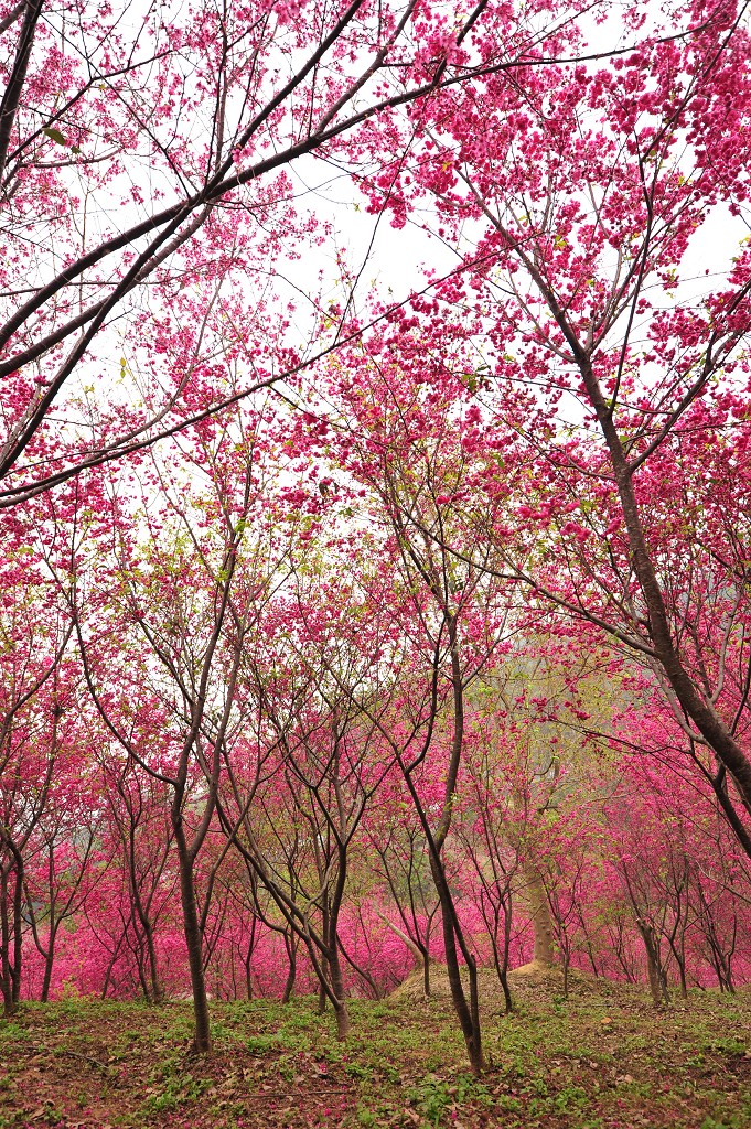 http://i.dcview.tw/gallery/201202/9c9dbb5aa6cc5e27a46ae2523f346f3c.jpg