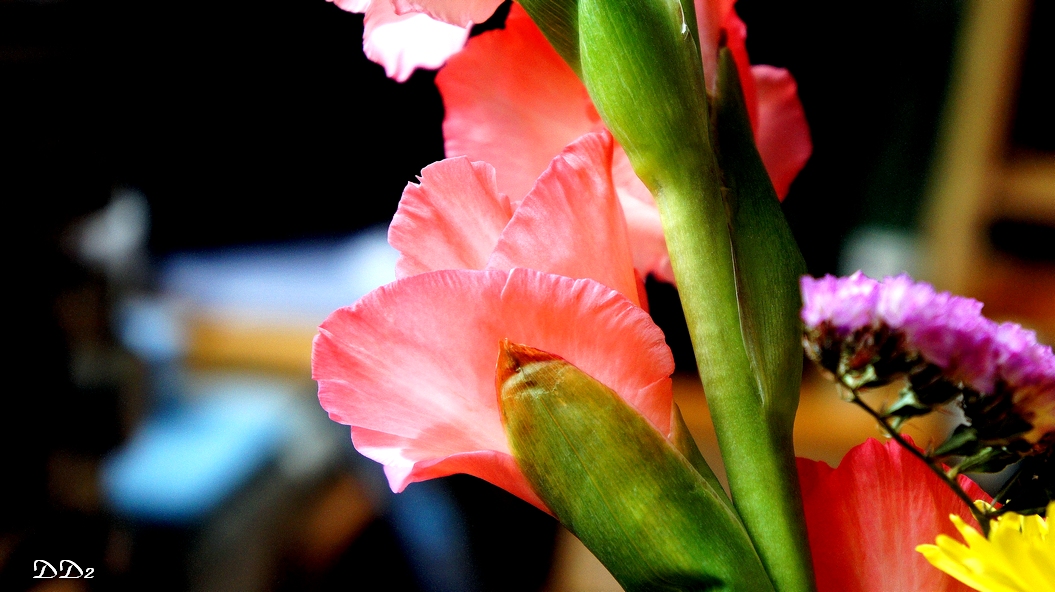 http://i.dcview.tw/gallery/201202/9ff2df10ccbb21700363871bbac9bf0c.jpg